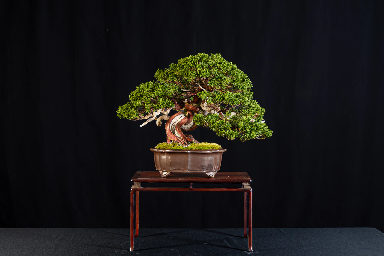 Shimpaku Juniper, exhibited by John Kirby at the NJBS 2026