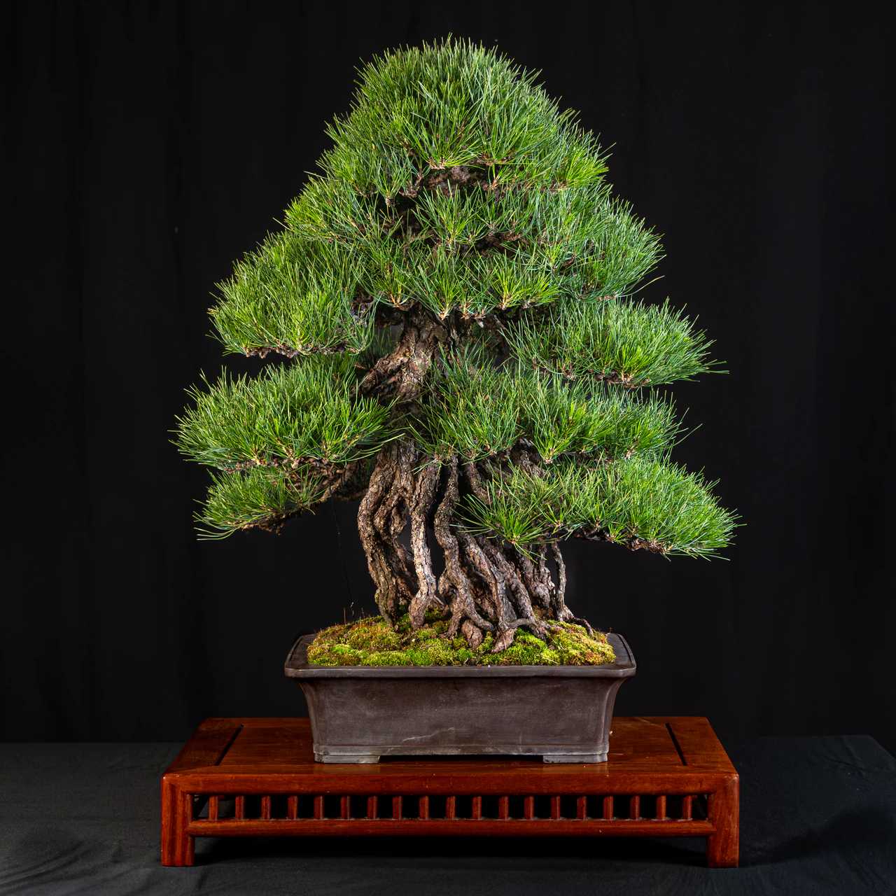 Japanese Black Pine, exhibited by Robert Mahler (Kifu Bonsai) at the NJBS 2026