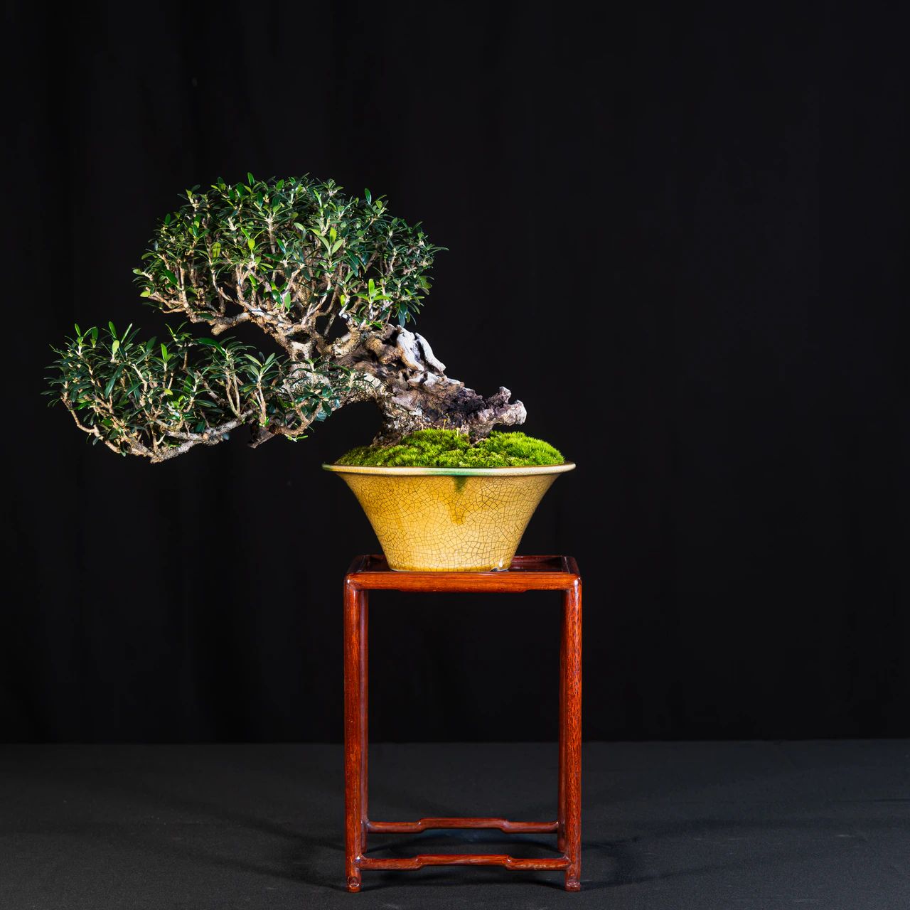 European Olive, exhibited by Vincent Fraissange at the NJBS 2026
