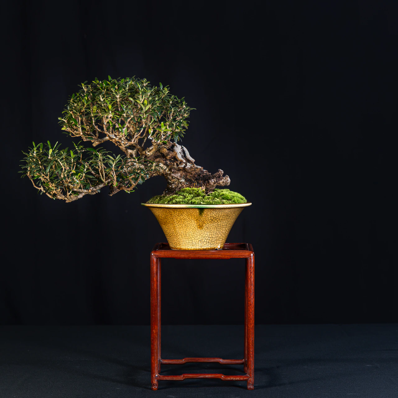 European Olive, exhibited by Vincent Fraissange at the NJBS 2026