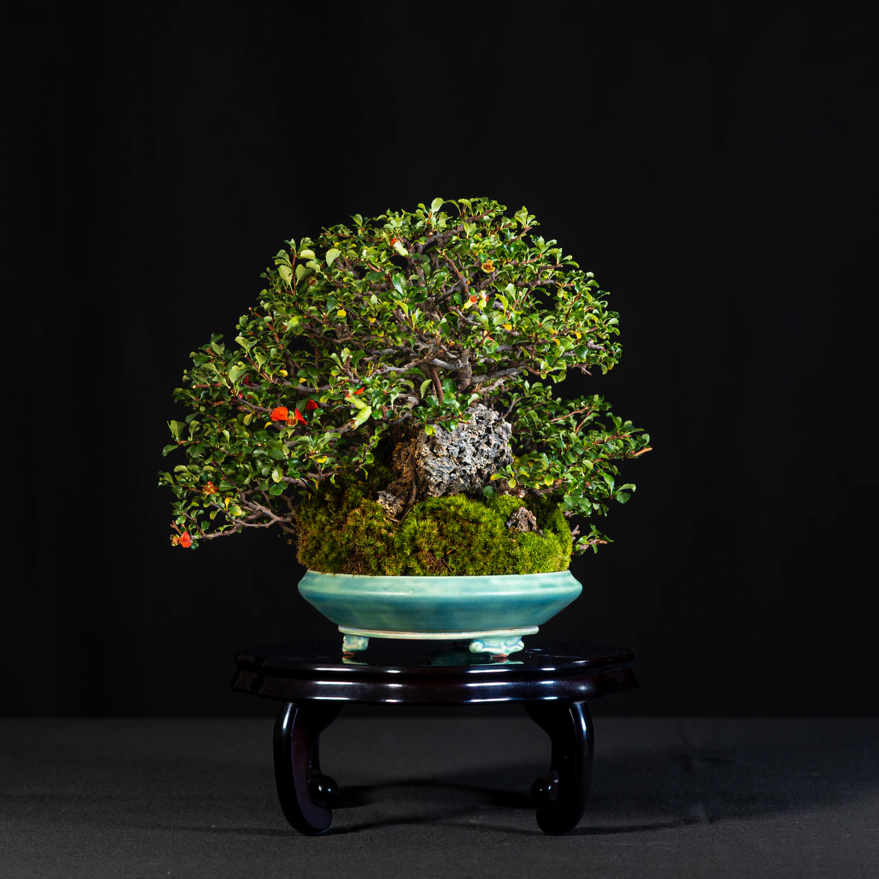 Chojubai, Japanese Quince, exhibited by Vincent Fraissange at the NJBS 2026