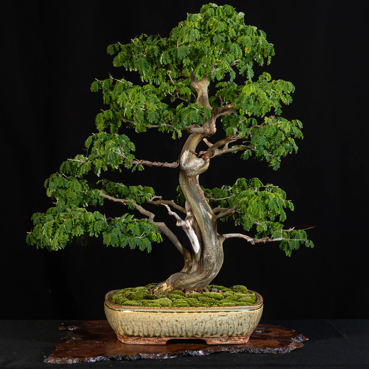 Brazilian Raintree (photograph 1 of 2), exhibited by Tom Kruegl at the NJBS 2026