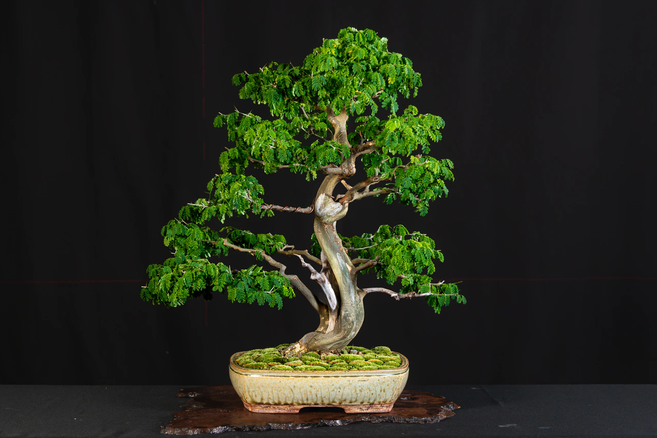 Brazilian Raintree, exhibited by Tom Kruegl at the NJBS 2026