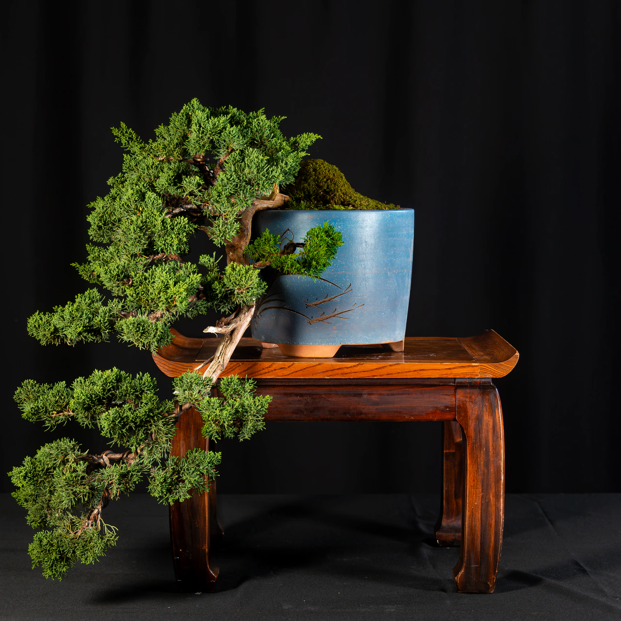 Shimpaku Juniper, exhibited by Barry Whiteman at the NJBS 2026