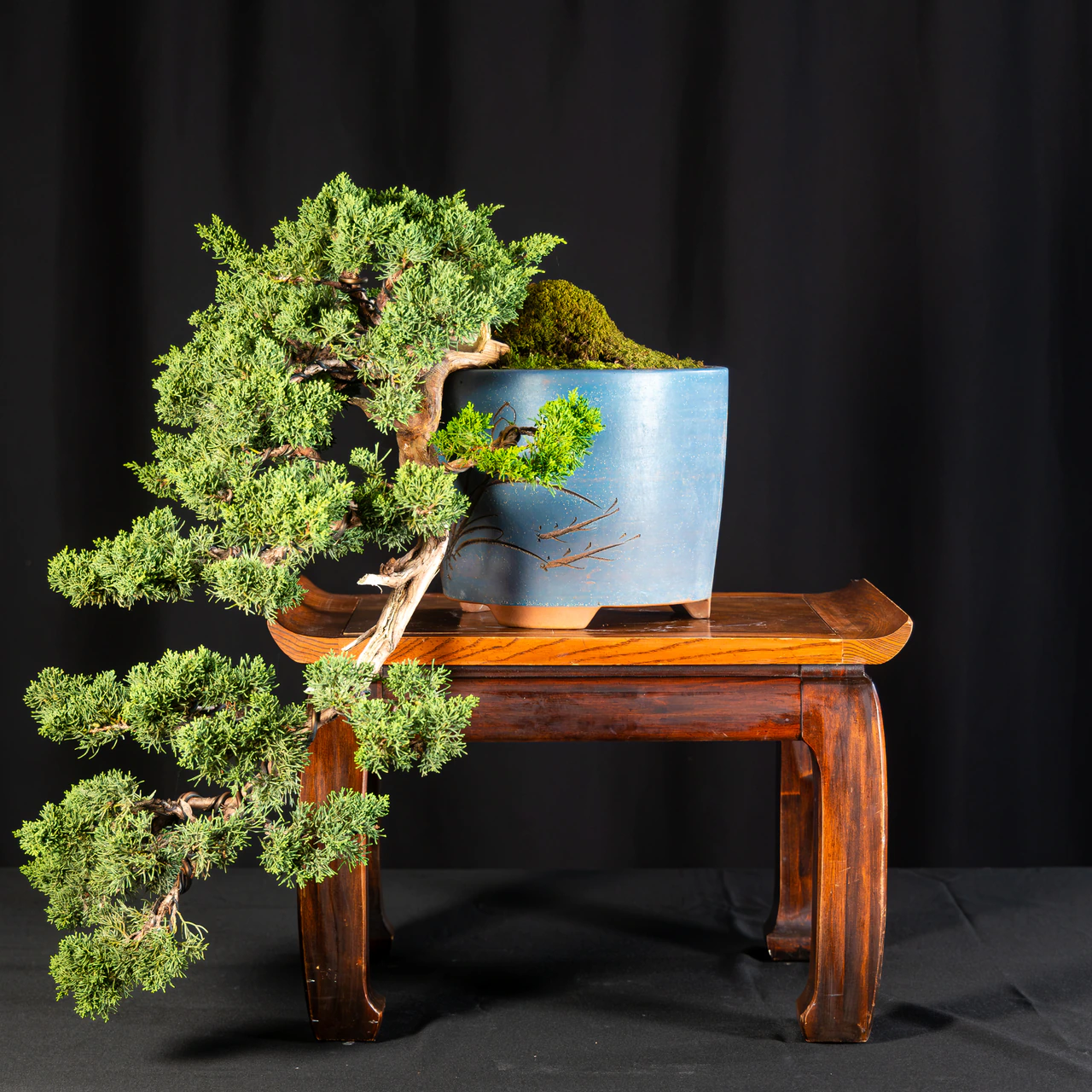 Shimpaku Juniper, exhibited by Barry Whiteman at the NJBS 2026