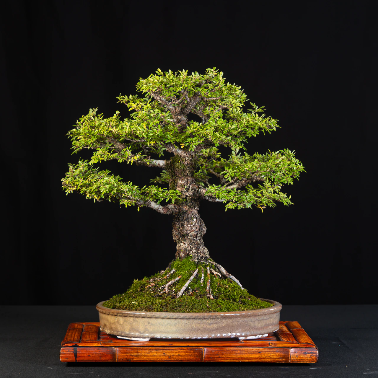 Chinese Elm, exhibited by Barry Whiteman at the NJBS 2026