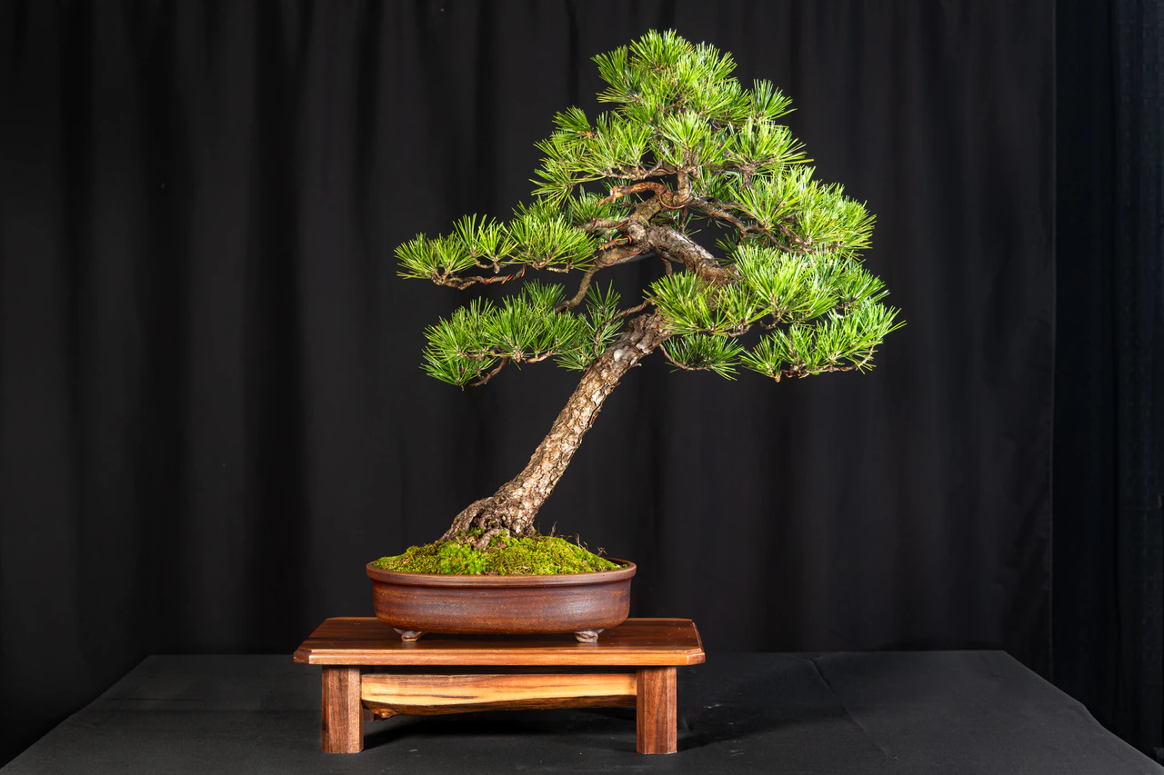 Japanese Black Pine, exhibited by Doug Siedenburg at the NJBS 2026
