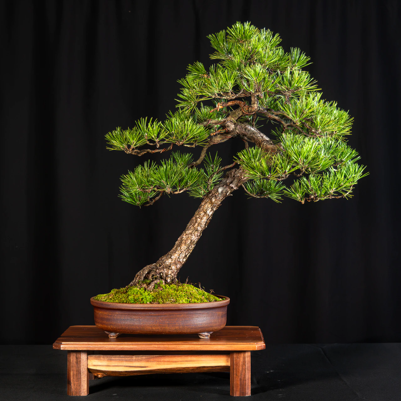 Japanese Black Pine, exhibited by Doug Siedenburg at the NJBS 2026