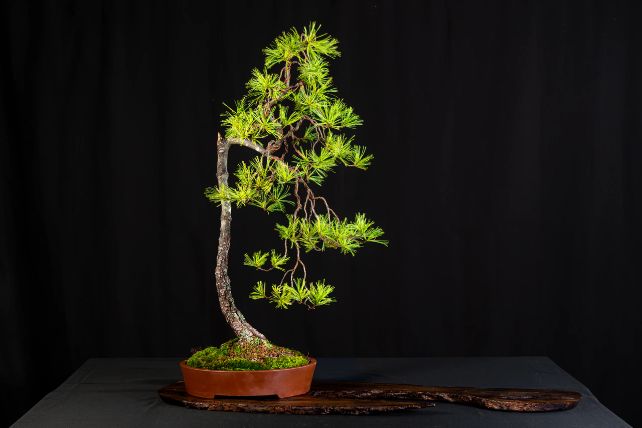 Weeping White Pine, exhibited by Doug Siedenburg at the NJBS 2026