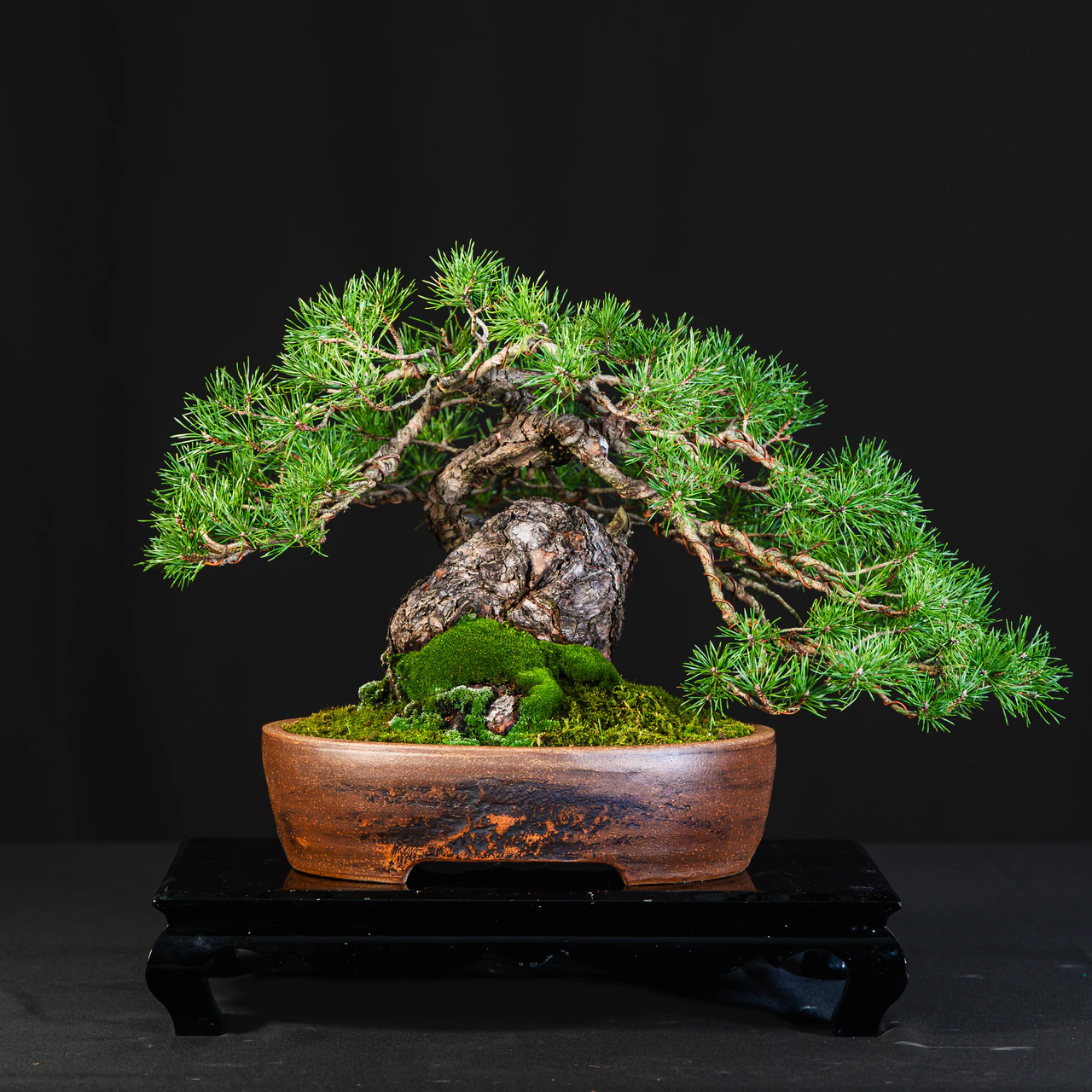 Scots Pine, exhibited by Carmen Caputo at the NJBS 2026