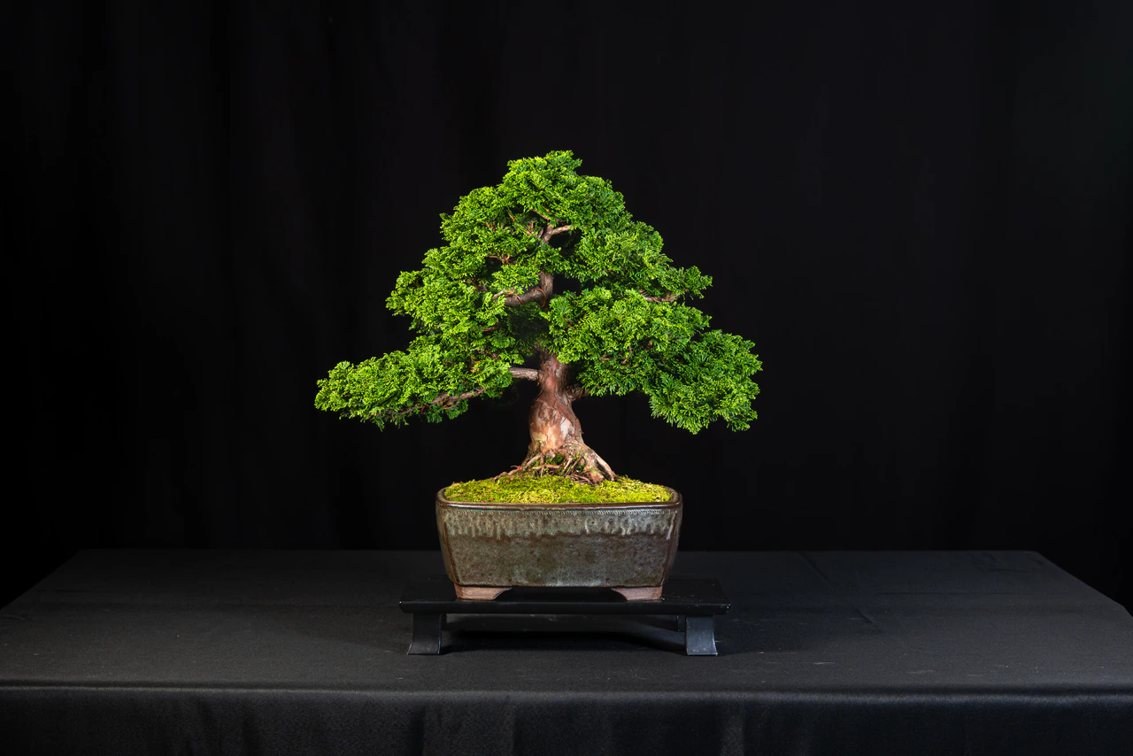 Hinoki Cypress, exhibited by Carmen Caputo at the NJBS 2026