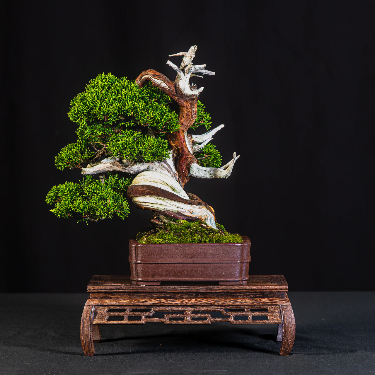 Shimpaku Juniper 'Kishu', exhibited by Carmen Caputo at the NJBS 2026