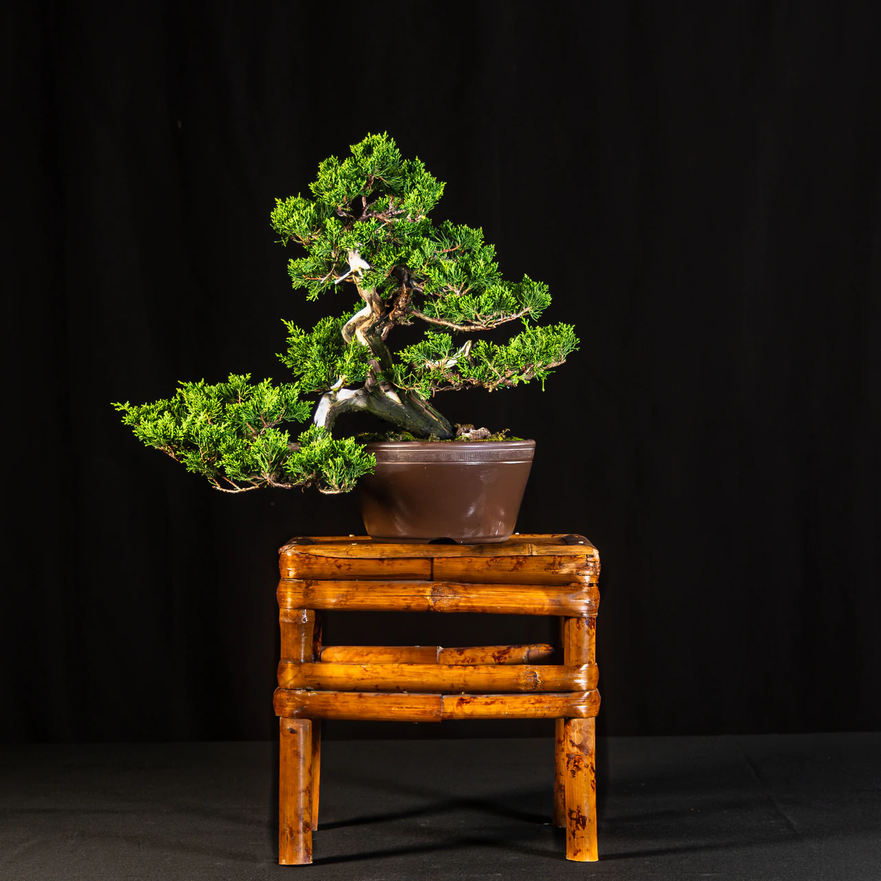 Shimpaku Juniper 'Kishu', exhibited by Tony Alario at the NJBS 2026