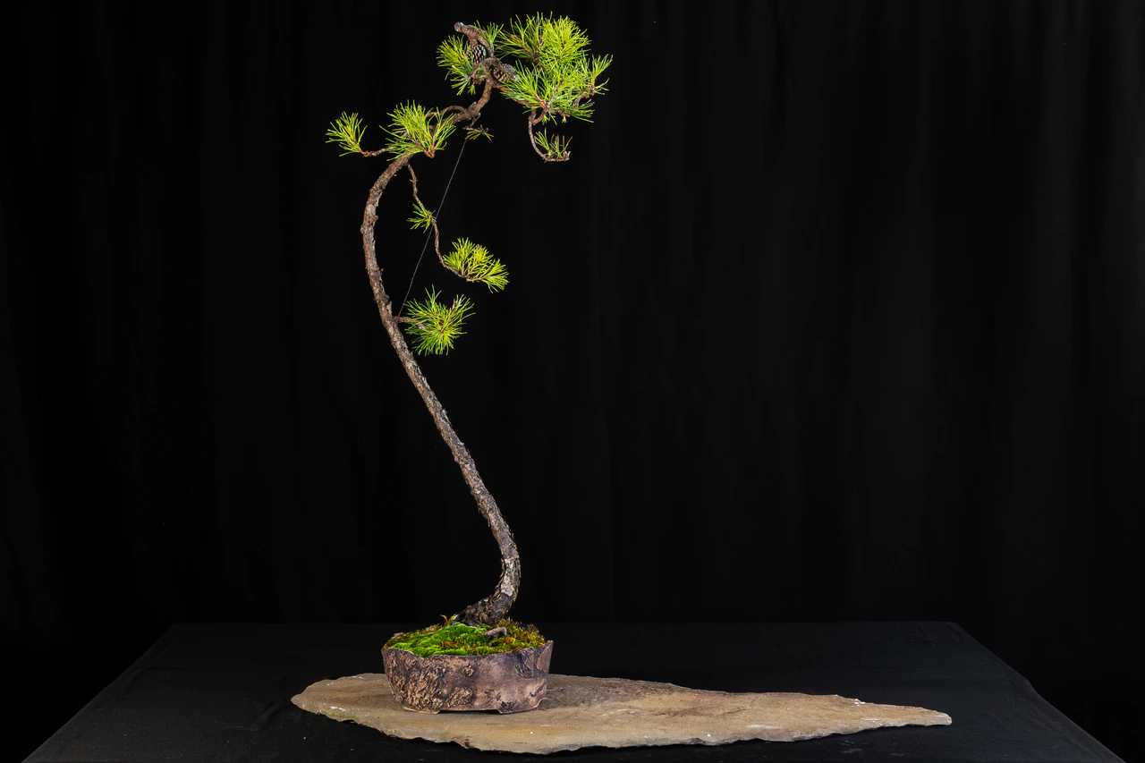 Pitch Pine, exhibited by Rupesh Varghese at the NJBS 2026