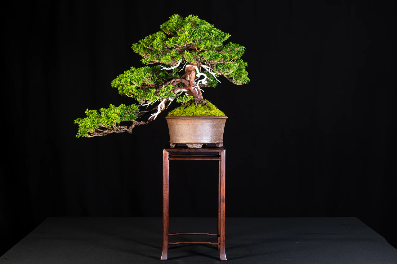 Shimpaku Juniper, exhibited by Mike Serra at the NJBS 2026