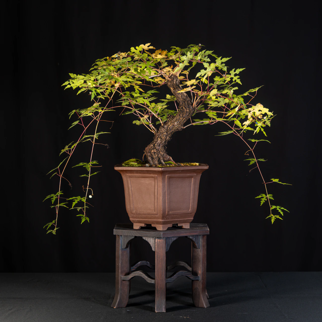 Porcelain Berry Vine, exhibited by Mark Schmuck at the NJBS 2026