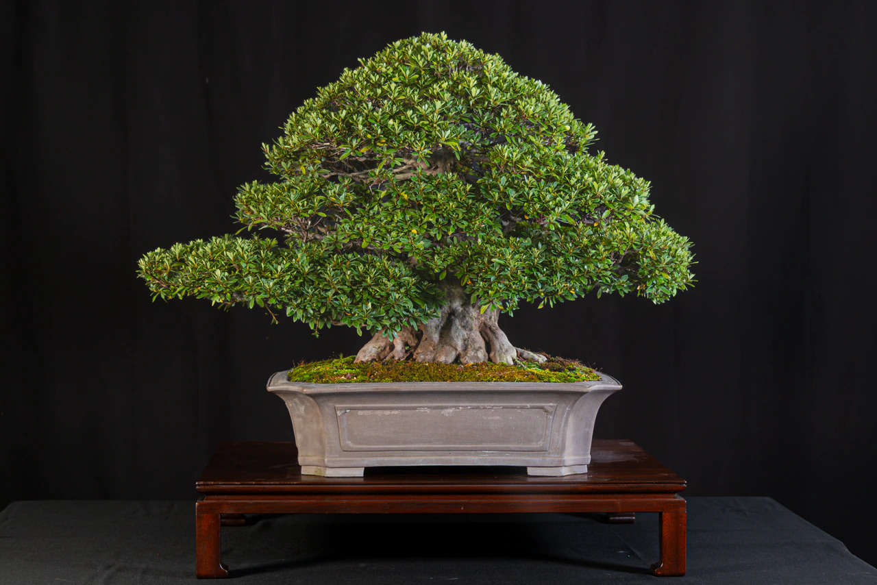 Satsuki Azalea, exhibited by Robert Mahler (Kifu Bonsai) at the NJBS 2026