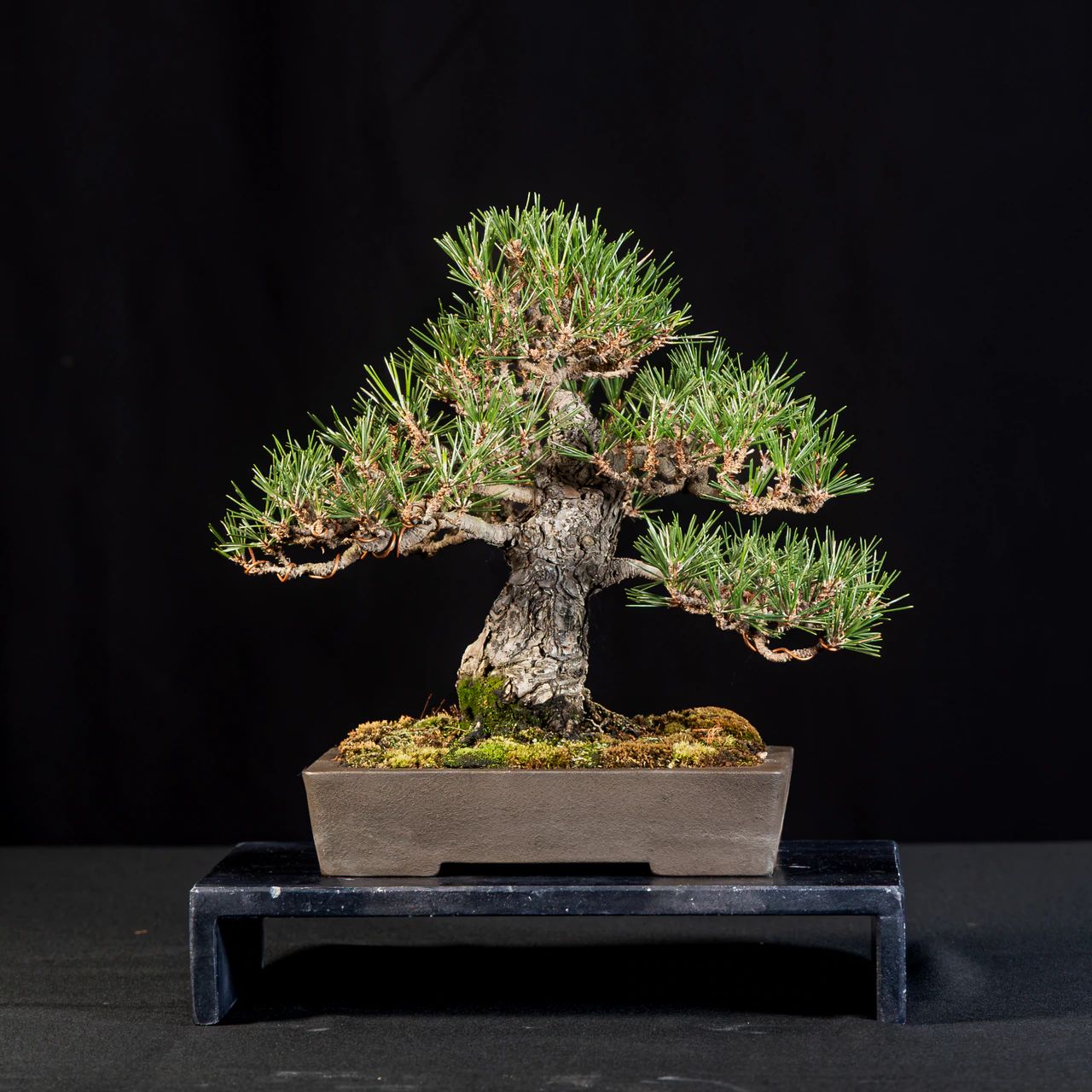 Japanese Black Pine 'Kotobuki', exhibited by Edgar Tlatelpa at the NJBS 2026
