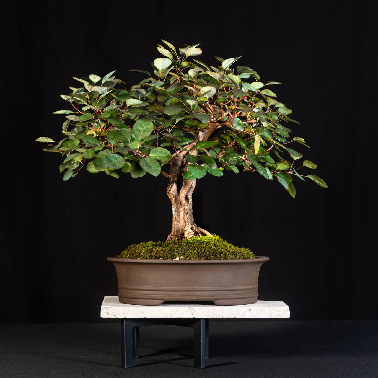 Purple Smoke Tree, exhibited by Mark Sanders at the NJBS 2026