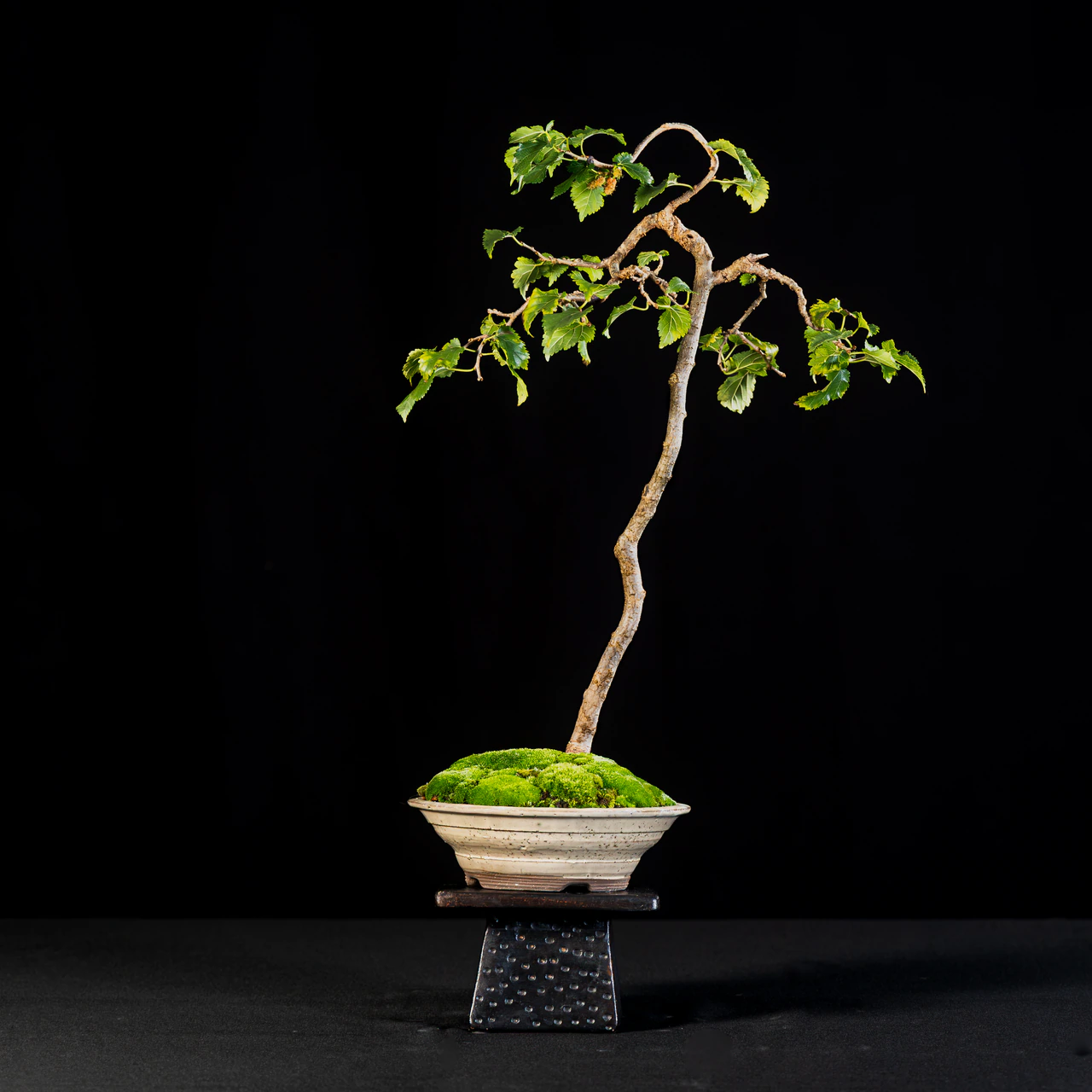 White Mulberry, exhibited by Laura McCullough-Thoms at the NJBS 2026