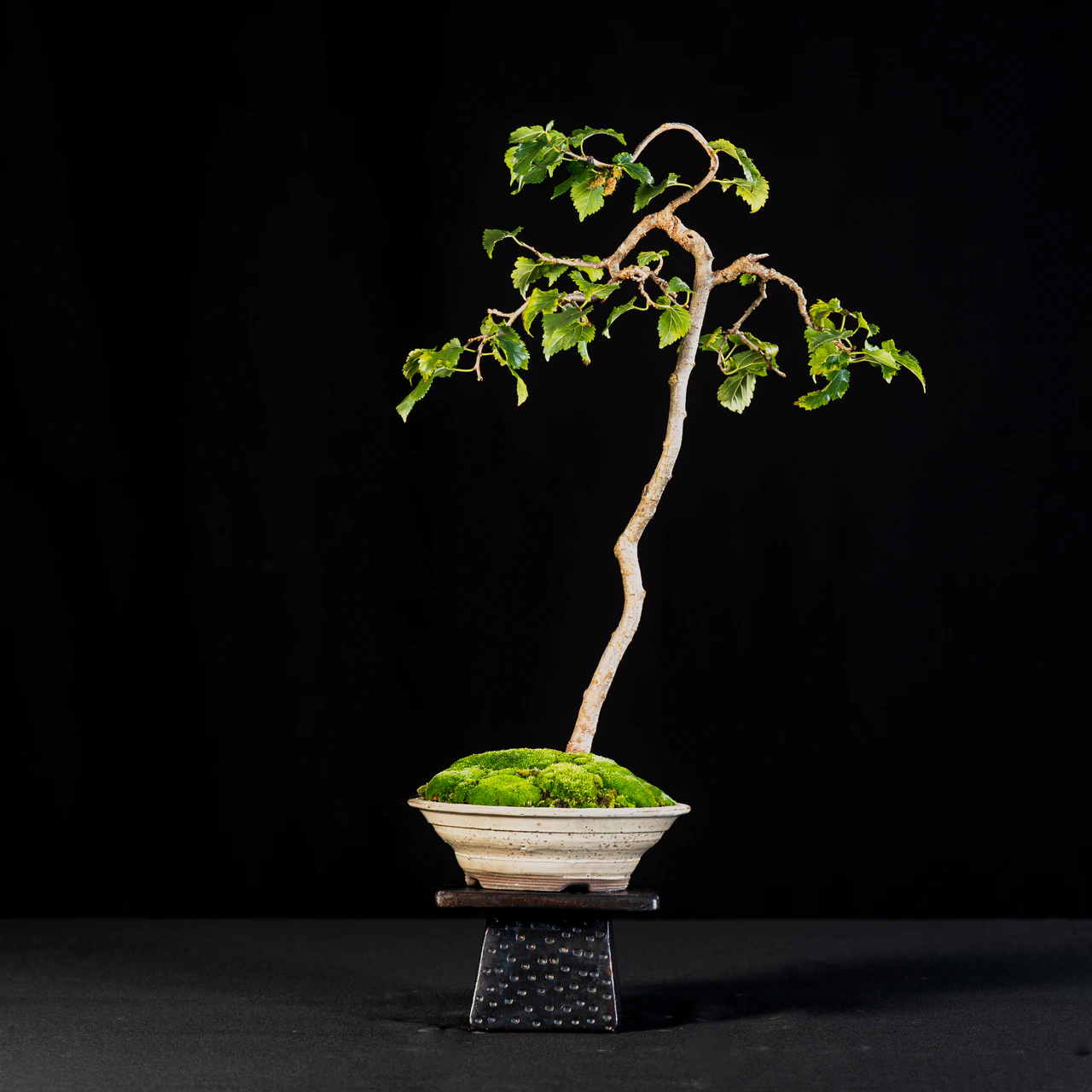 White Mulberry, exhibited by Laura McCullough-Thoms at the NJBS 2026