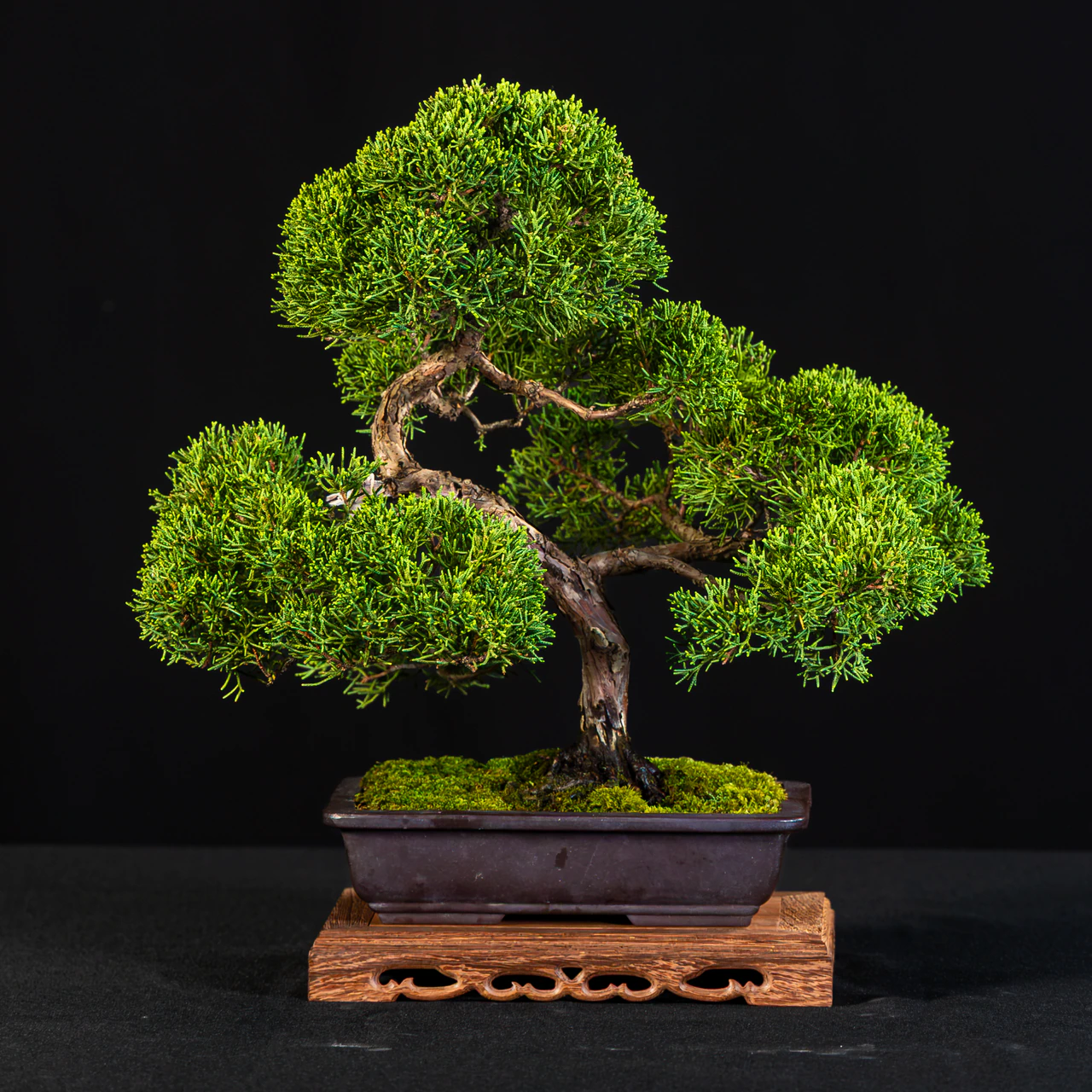 Shimpaku Juniper, exhibited by Alexander Choti at the NJBS 2026