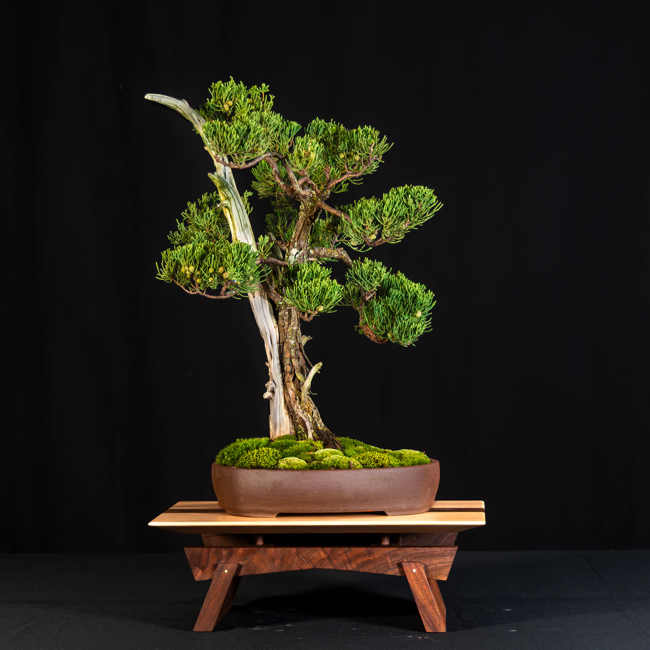 Shimpaku Juniper, exhibited by Greg Birrer at the NJBS 2026
