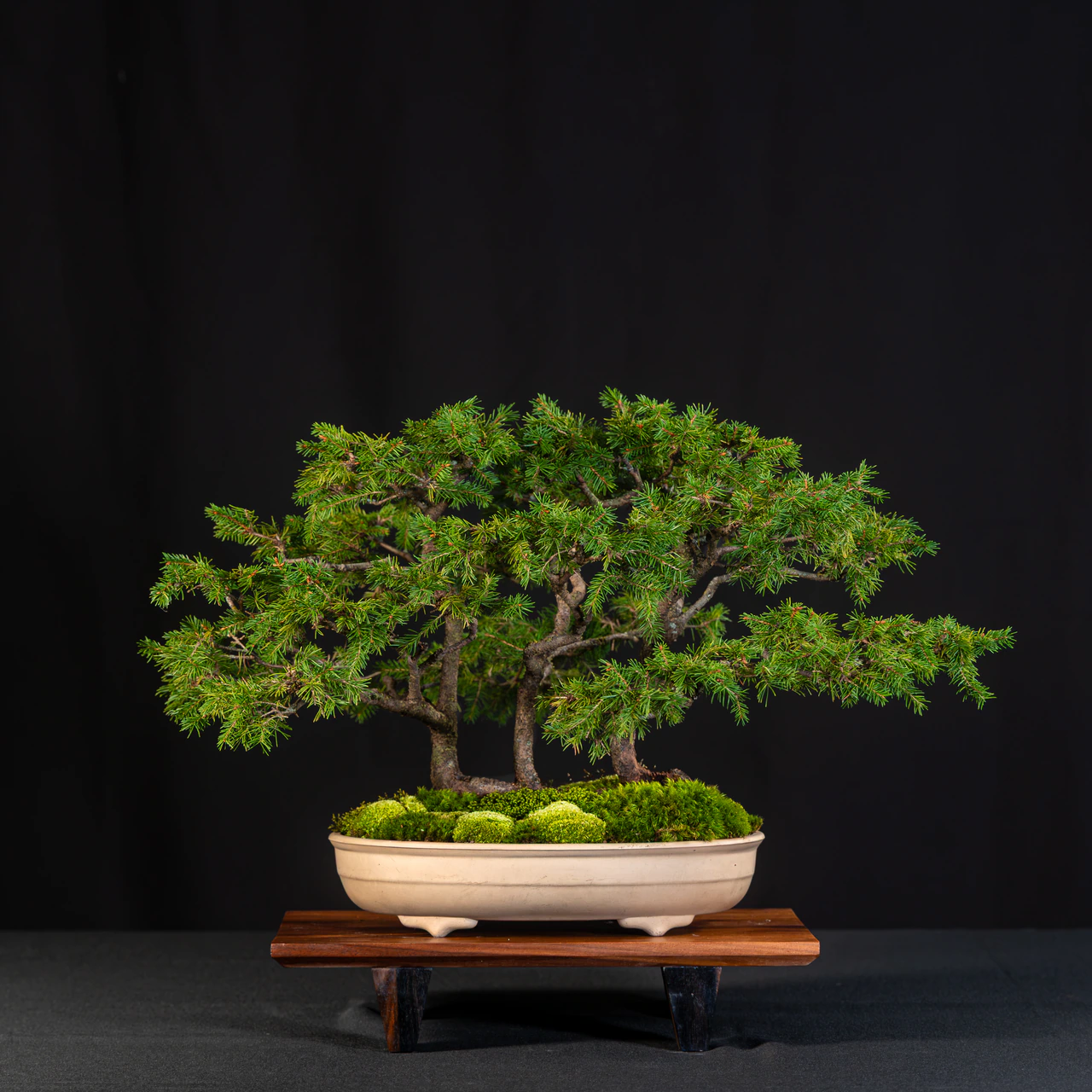 White Spruce, exhibited by Greg Birrer at the NJBS 2026