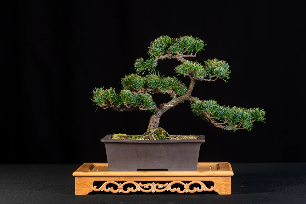Japanese White Pine, exhibited by Steven Chi at the NJBS 2026