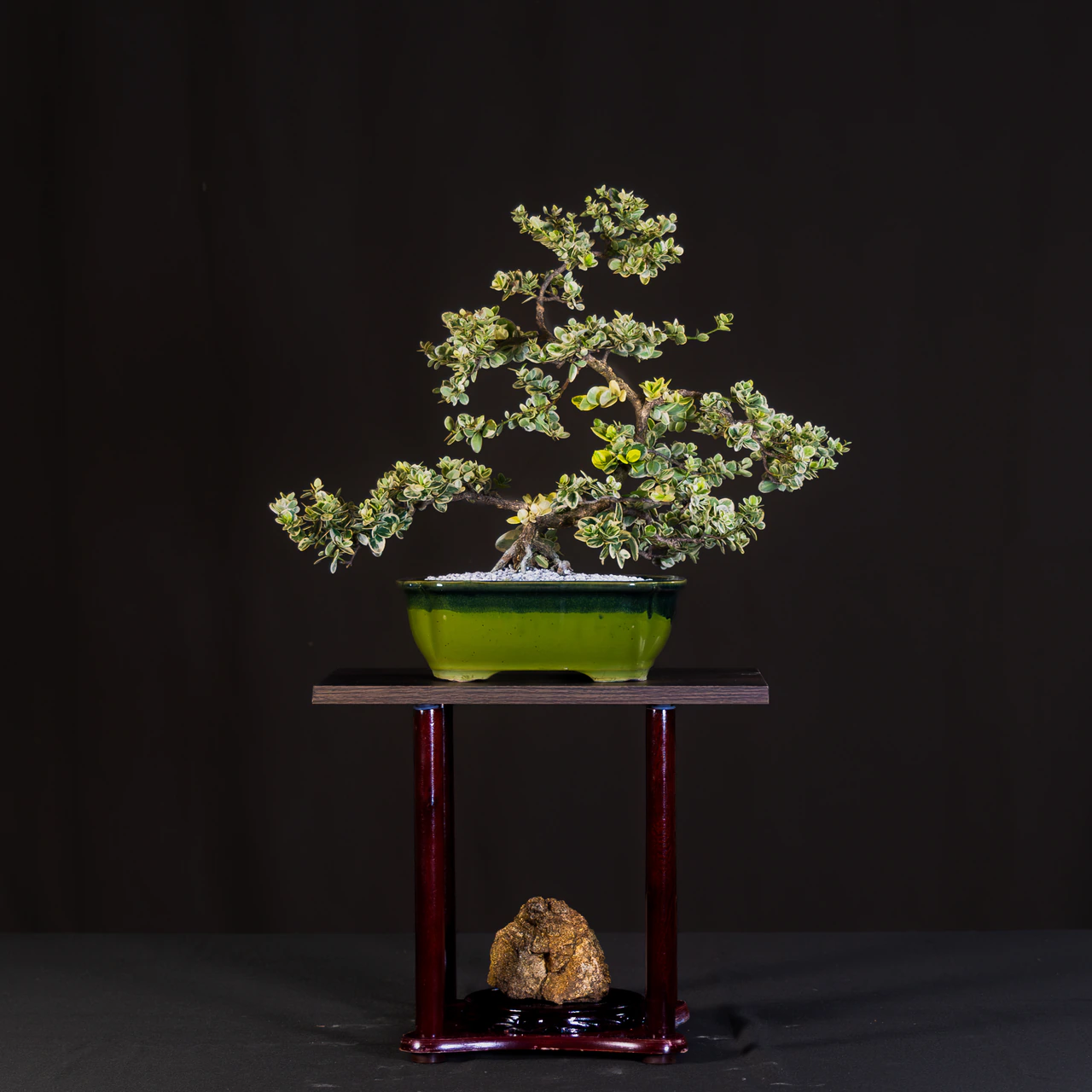 Natal Plum Dwarf Variant, exhibited by Steven Chi at the NJBS 2026