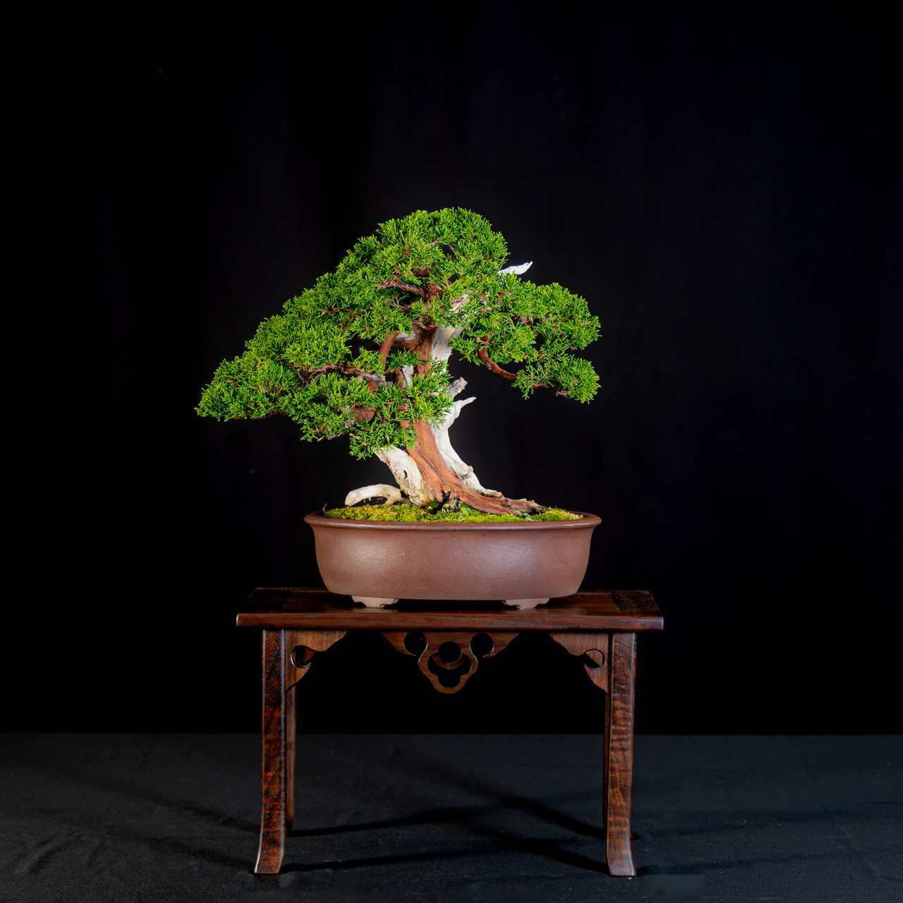 Itoigawa Juniper, exhibited by Eugene Balestriere III at the NJBS 2026