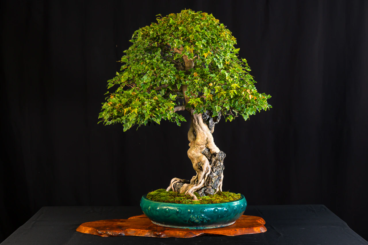 Trident Maple, exhibited by Robert Mahler (Kifu Bonsai) at the NJBS 2026