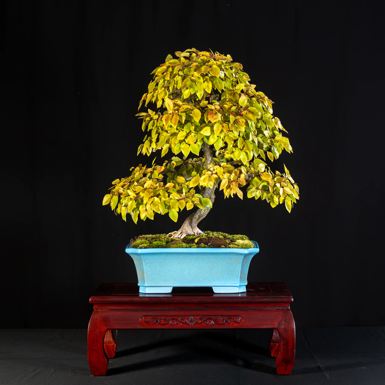 Korean Hornbeam, exhibited by Nicholas Ricciuti at the NJBS 2026