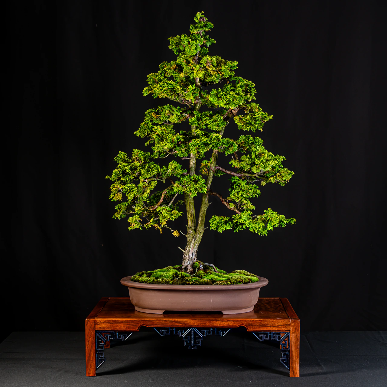 Golden Hinoki Cypress, exhibited by Nicholas Ricciuti at the NJBS 2026
