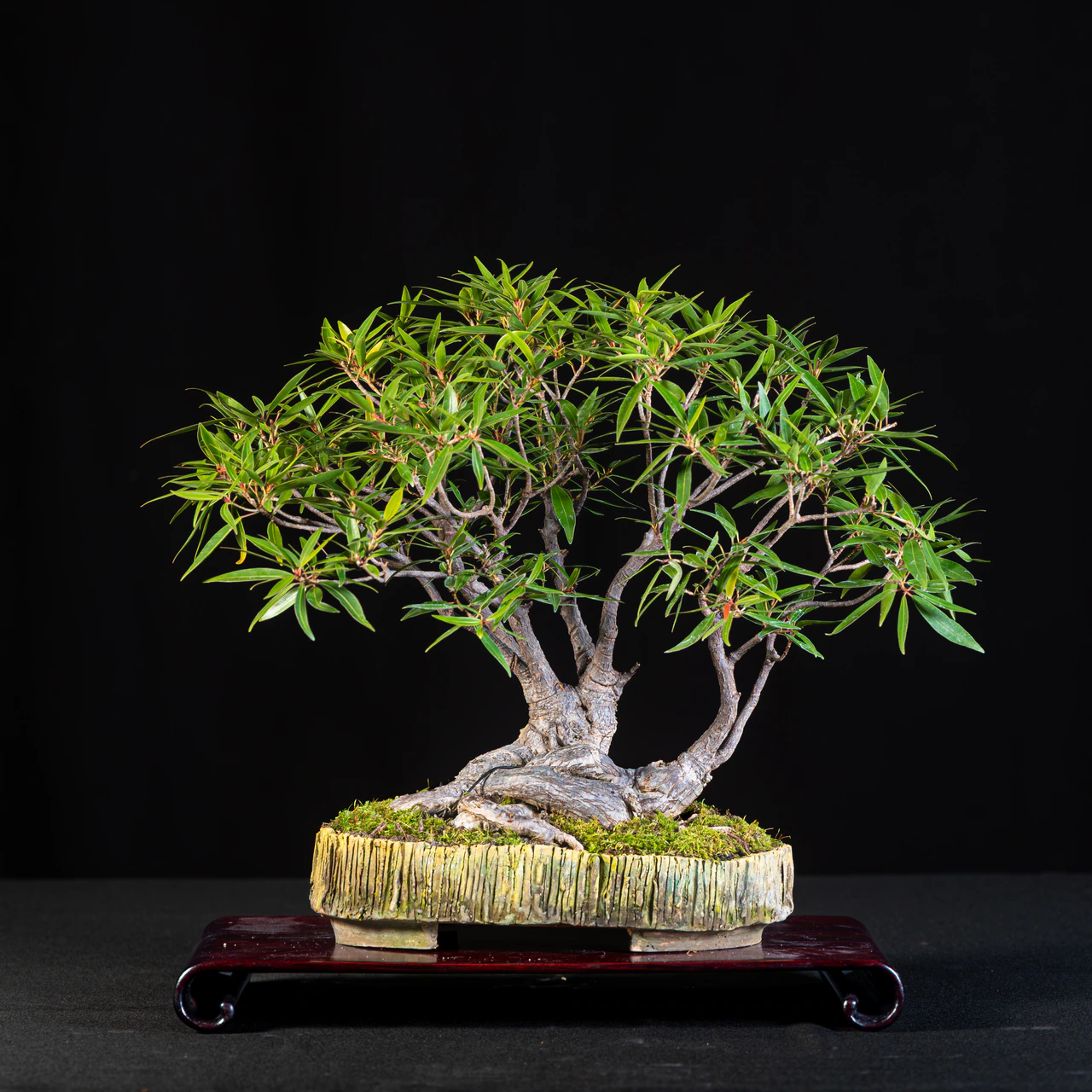 Willow Leaved Water Croton, exhibited by Joanne Dhody at the NJBS 2026