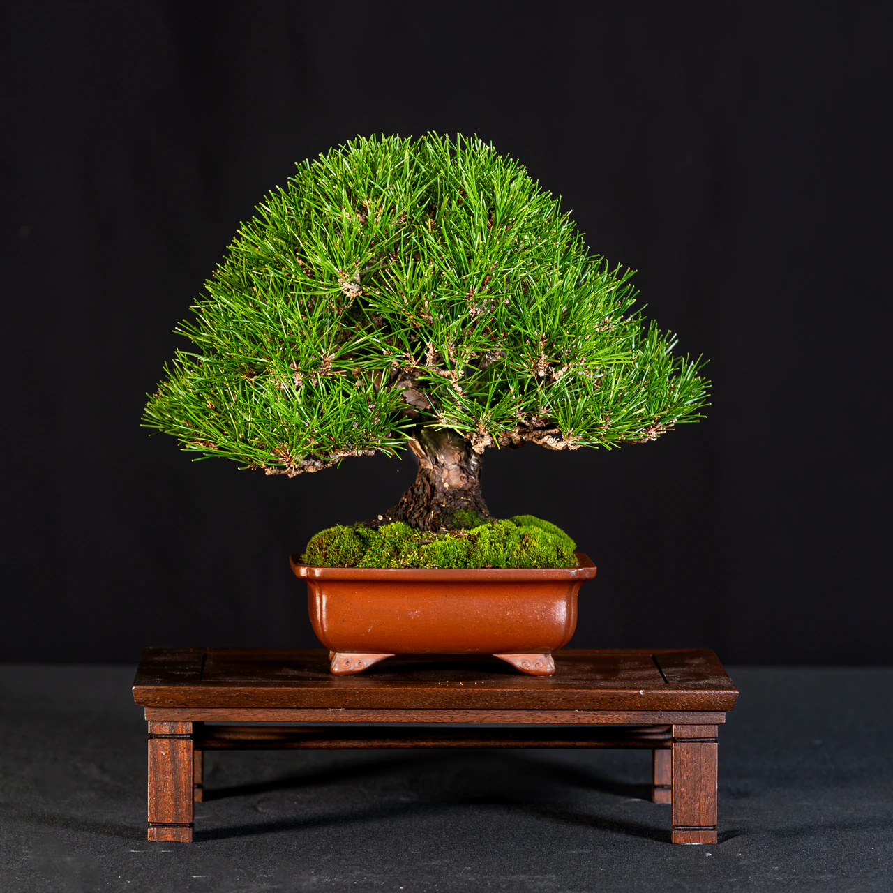 Japanese Black Pine, exhibited by Chris Hayes at the NJBS 2026