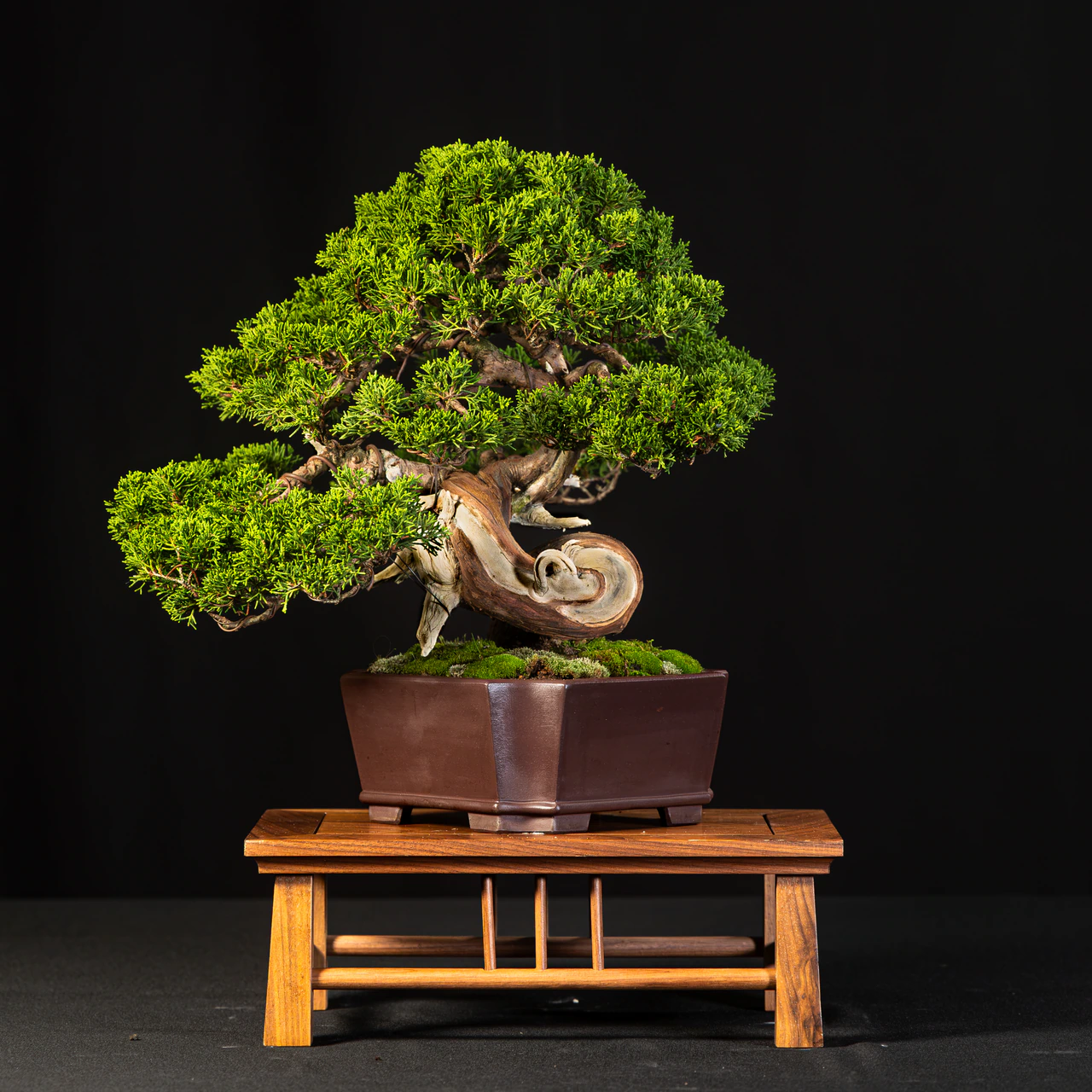 Shimpaku Juniper, exhibited by Chris Hayes at the NJBS 2026