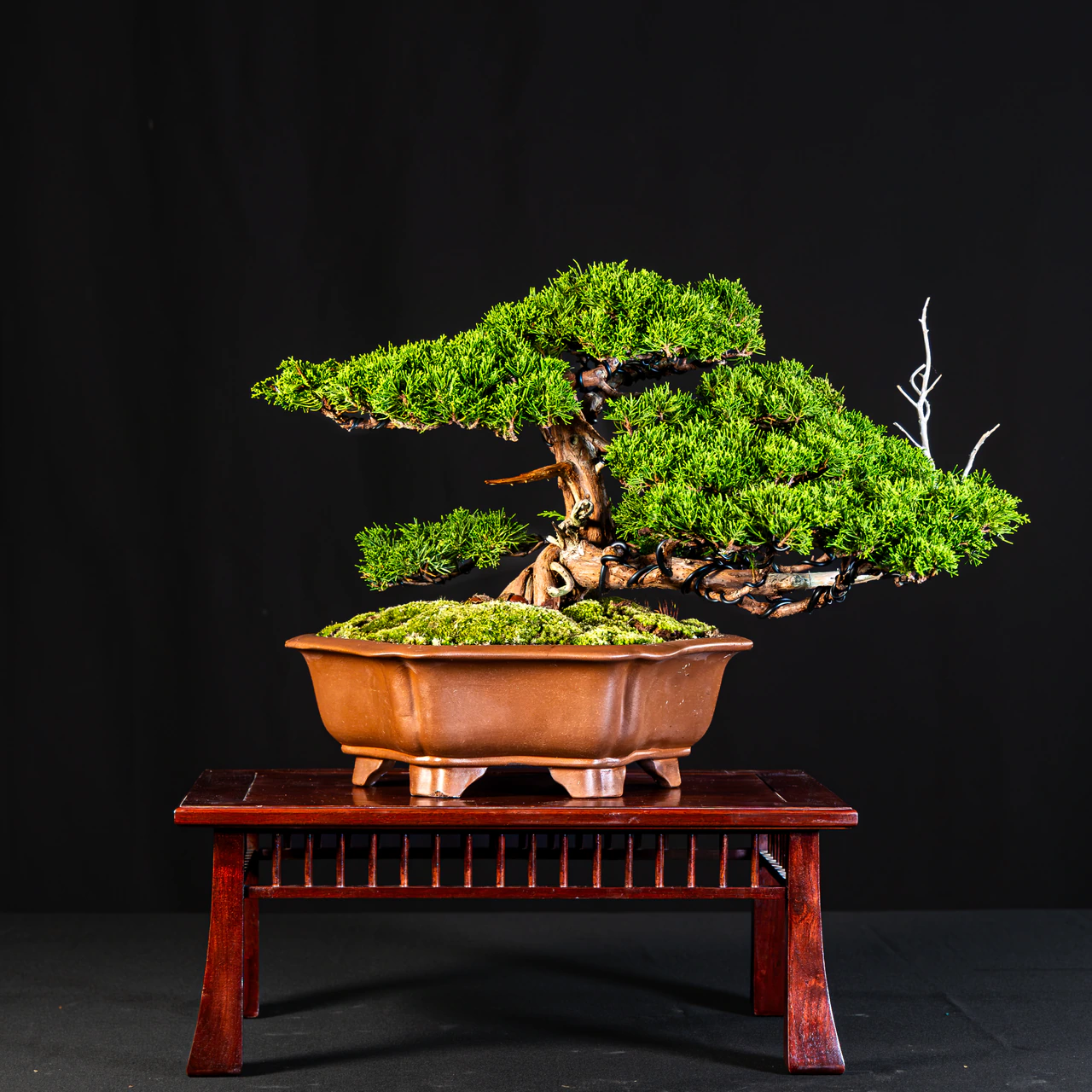 Shimpaku Juniper, exhibited by Frank Savino at the NJBS 2026