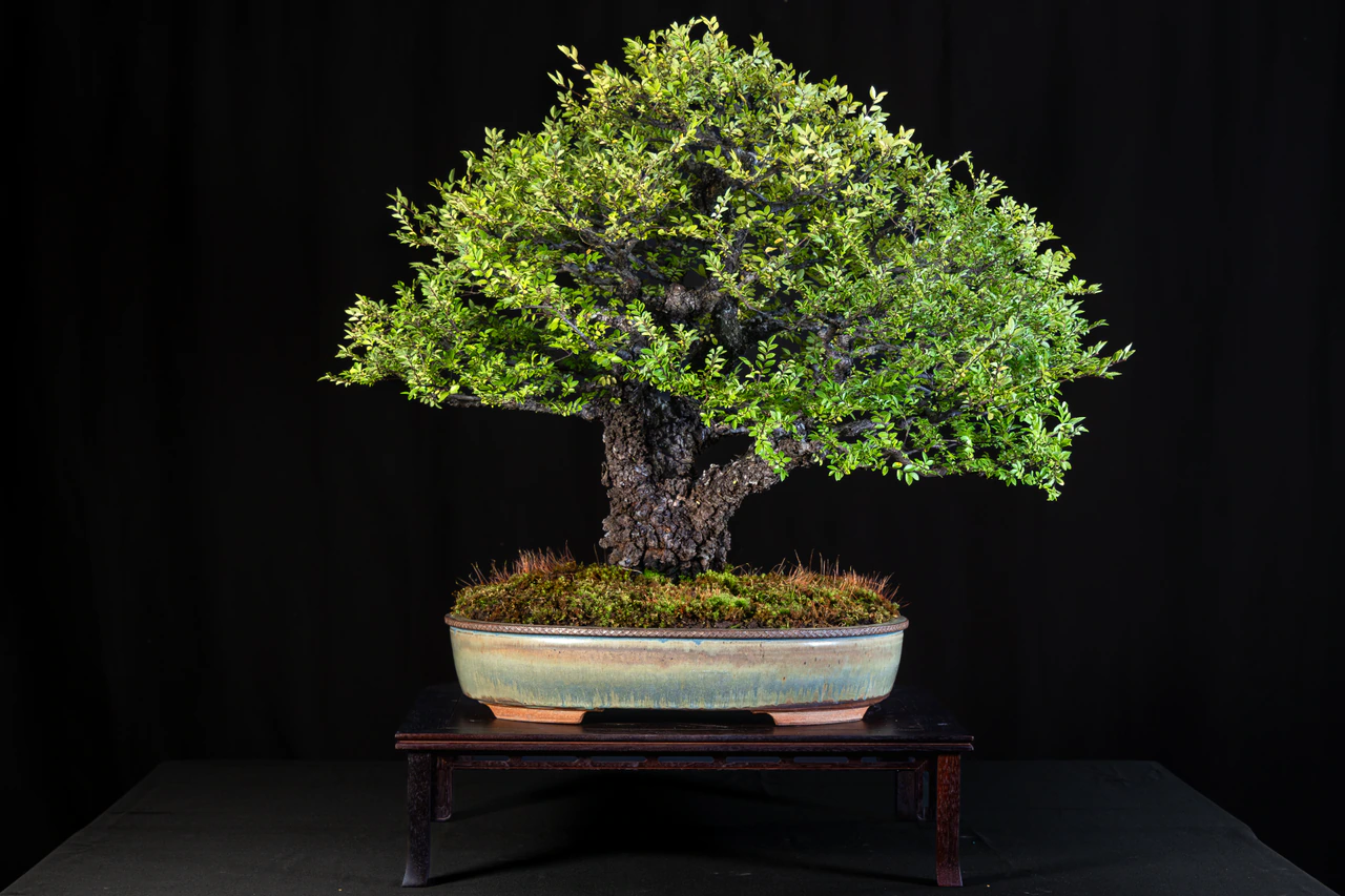 Chinese Elm, cork bark, exhibited by John Dillon at the NJBS 2026