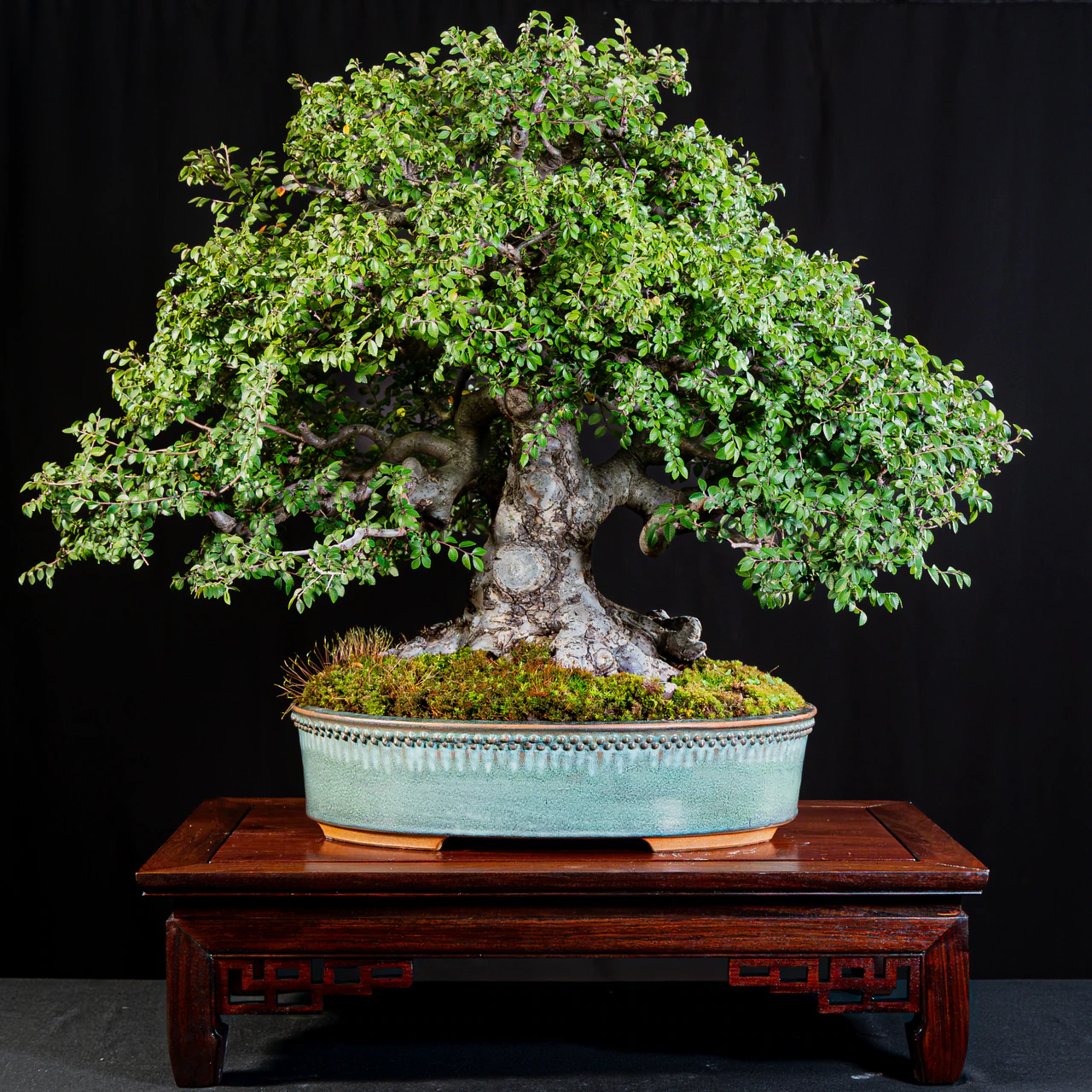 Chinese Elm, exhibited by John Dillon at the NJBS 2026