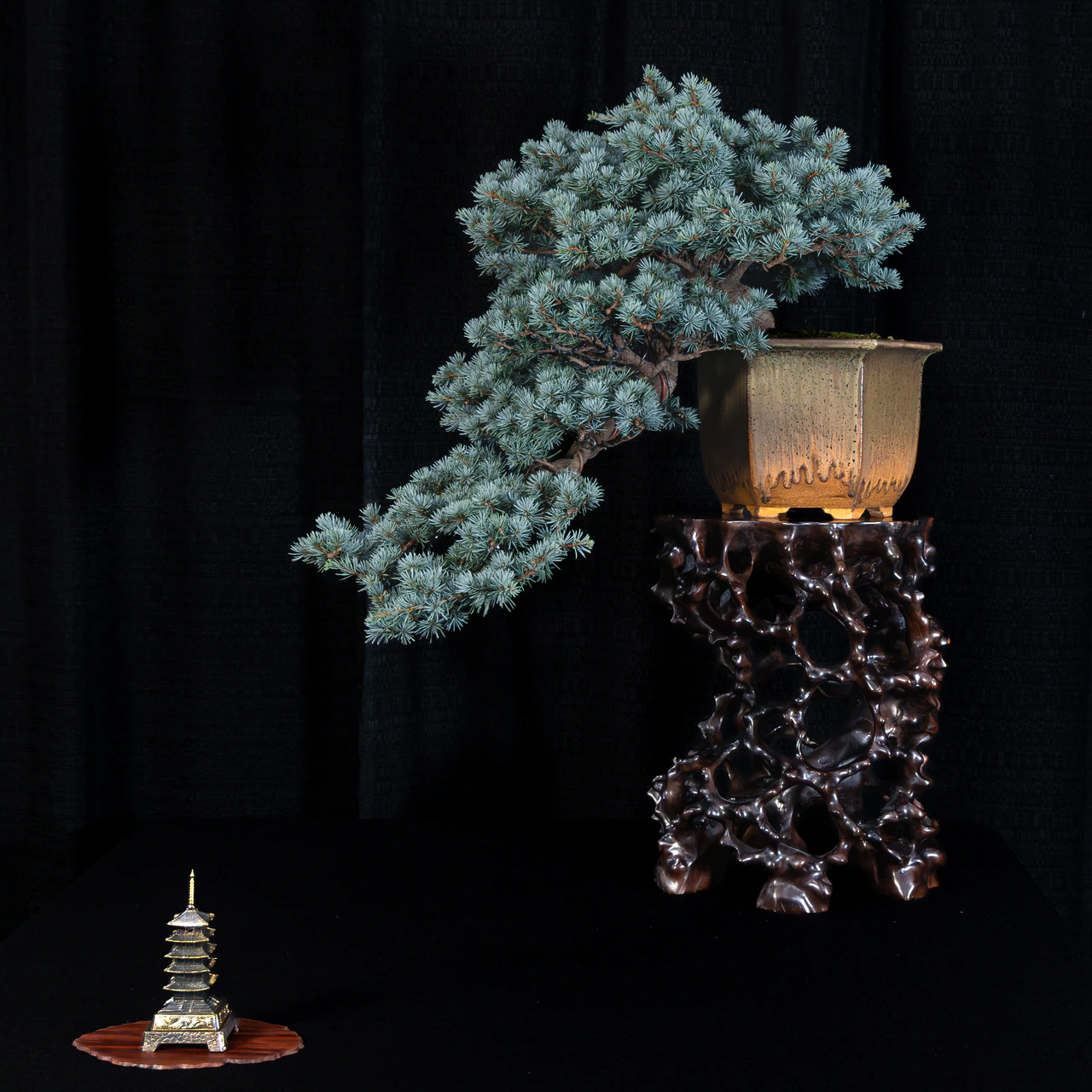 Blue Atlas Cedar, exhibited by Bob Entrekin (Crestwood Bonsai) at the NJBS 2026