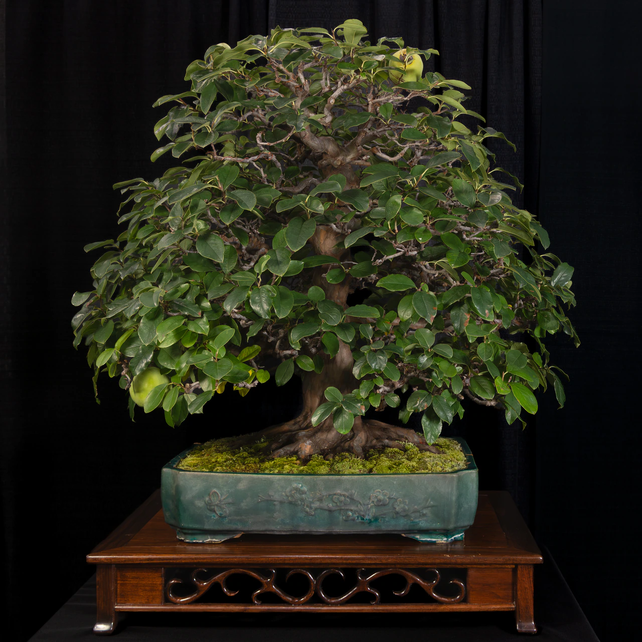 Chinese Quince, exhibited by Bob Entrekin (Crestwood Bonsai) at the NJBS 2026
