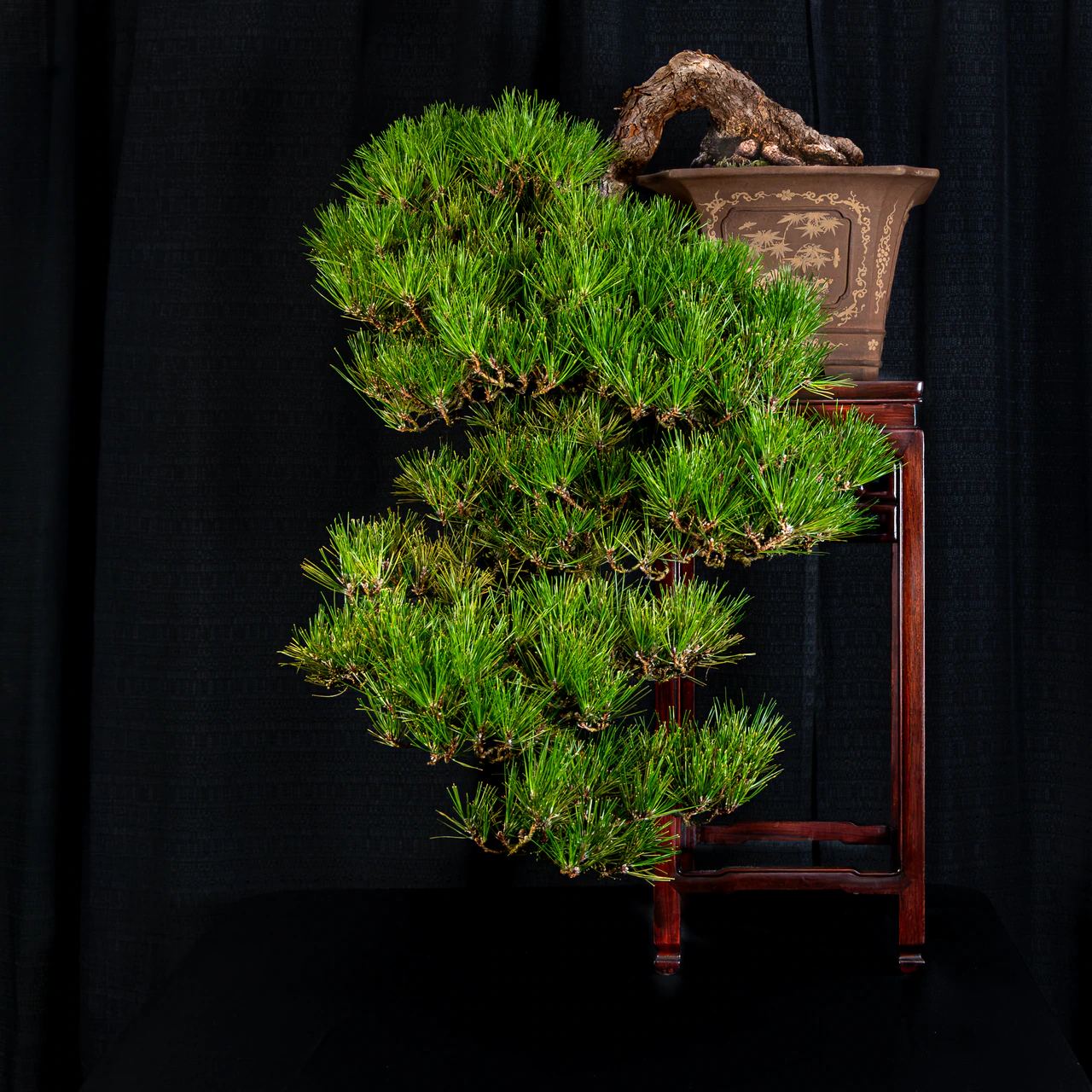 Japanese Black Pine, exhibited by Bob Entrekin (Crestwood Bonsai) at the NJBS 2026