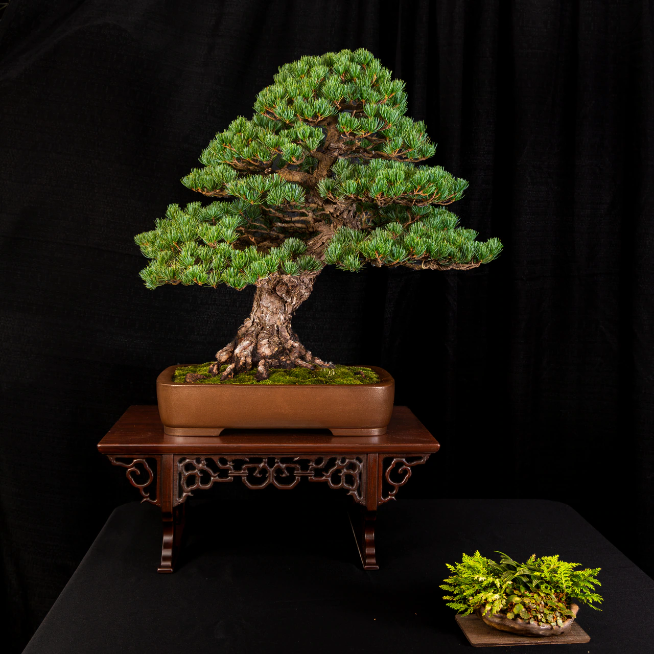 Japanese White Pine, exhibited by Bob Entrekin (Crestwood Bonsai) at the NJBS 2026