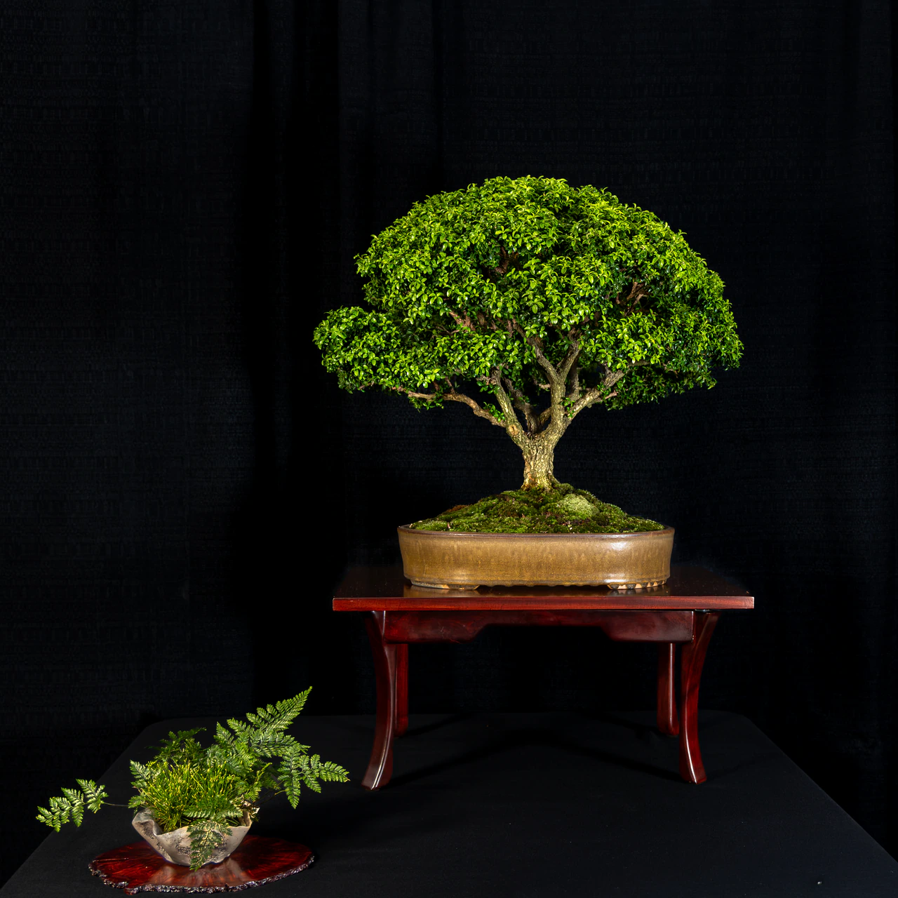 Kingsville Boxwood, exhibited by Bob Entrekin (Crestwood Bonsai) at the NJBS 2026