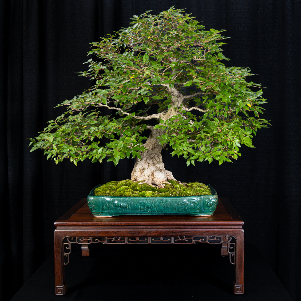 Korean Hornbeam, exhibited by Bob Entrekin (Crestwood Bonsai) at the NJBS 2026
