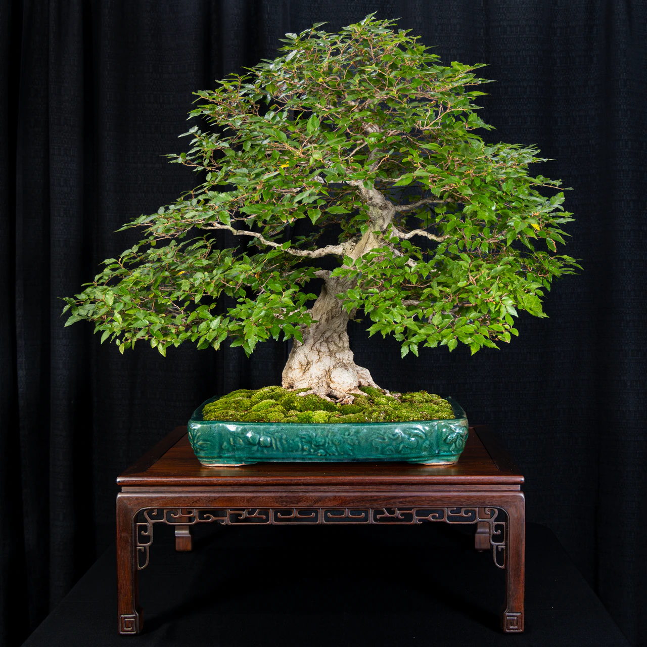 Korean Hornbeam, exhibited by Bob Entrekin (Crestwood Bonsai) at the NJBS 2026