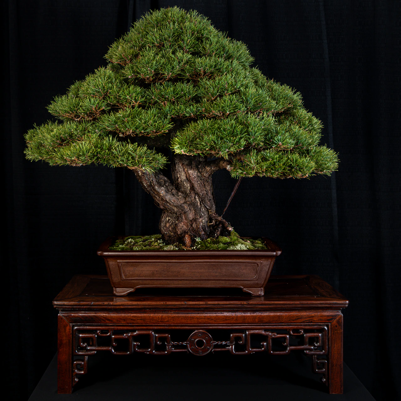 RAF Scots Pine, exhibited by Bob Entrekin (Crestwood Bonsai) at the NJBS 2026