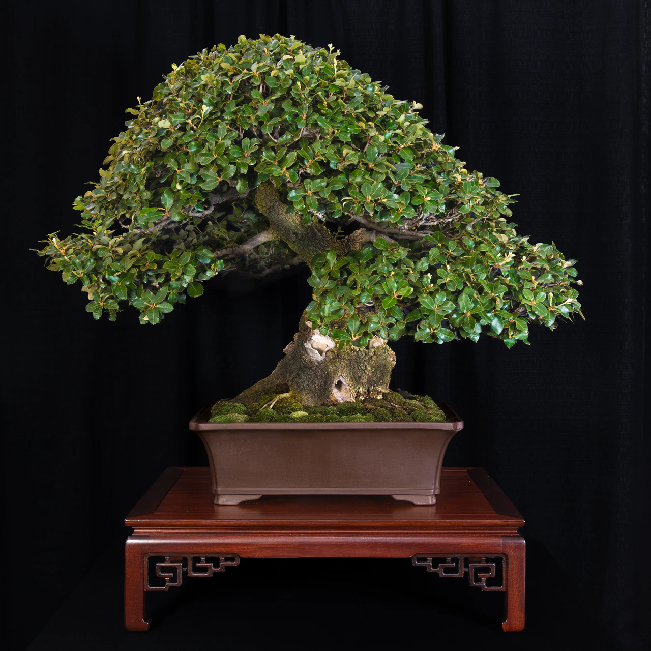 Holly Oak, exhibited by The Payne Family Collection at the NJBS 2026