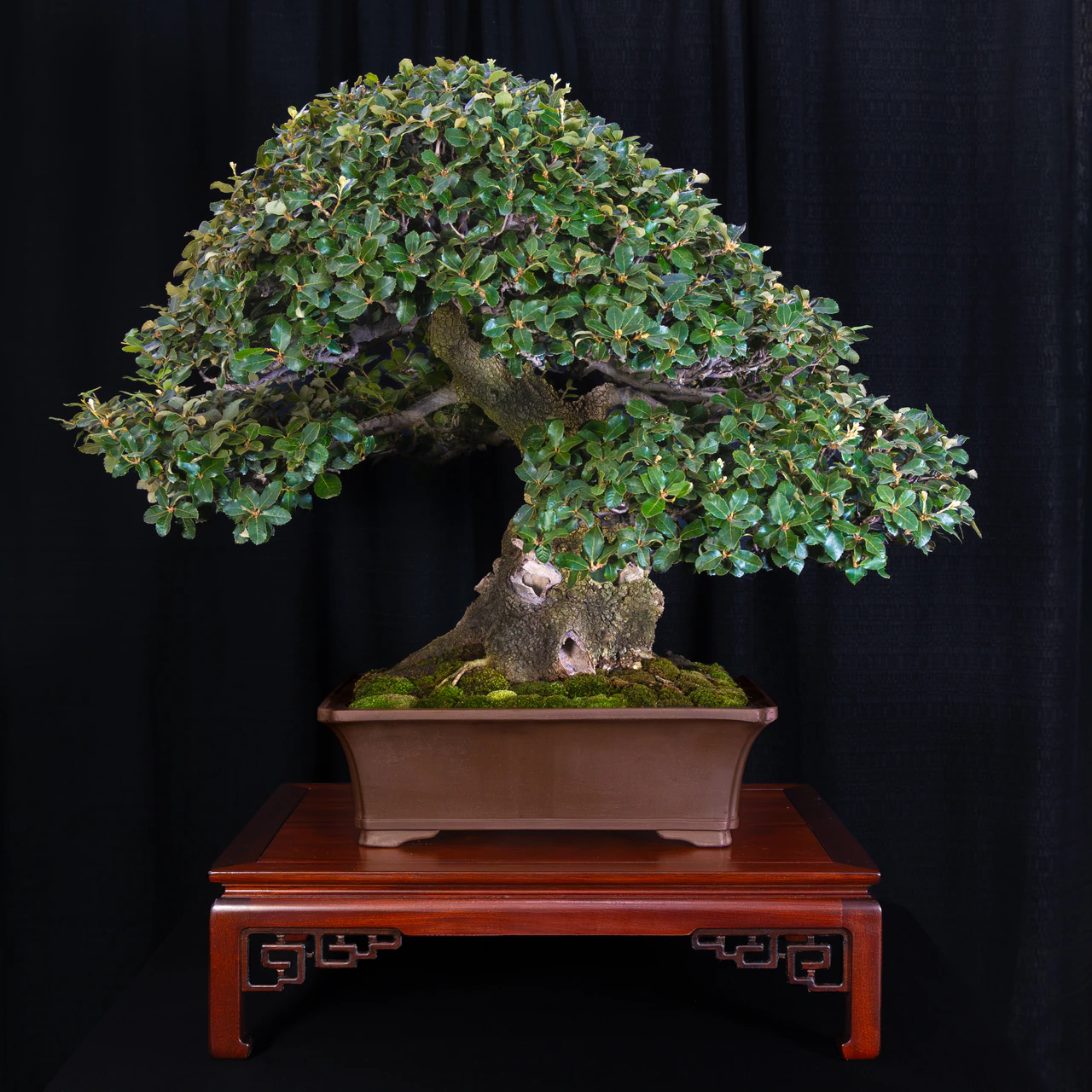 Holly Oak, exhibited by The Payne Family Collection at the NJBS 2026